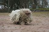 KOMONDOR 141